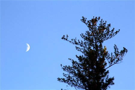 Crescent Moon and Top of Pine Tree photo
