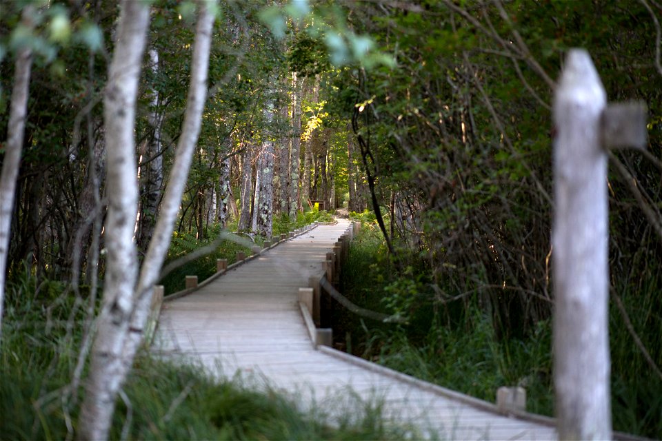 Boardwalk Path Through Woods photo
