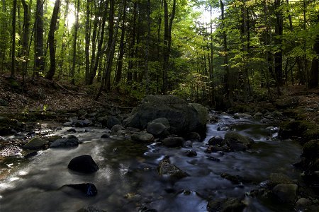 Peaceful Stream in the Forest photo