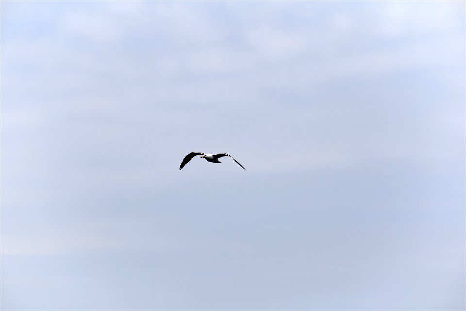 Lone Seagull photo