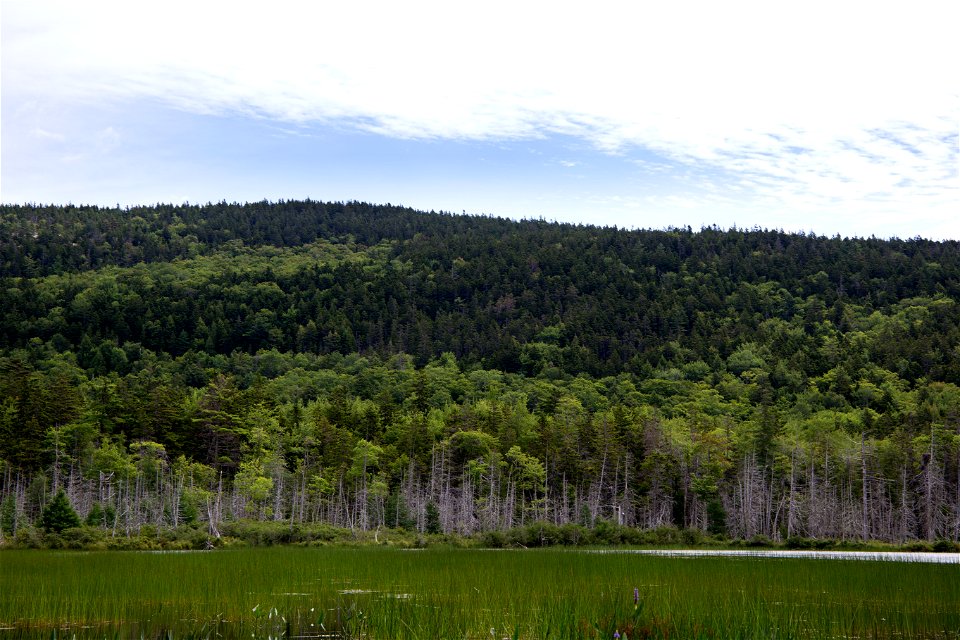Looking Across a Marshy Pond