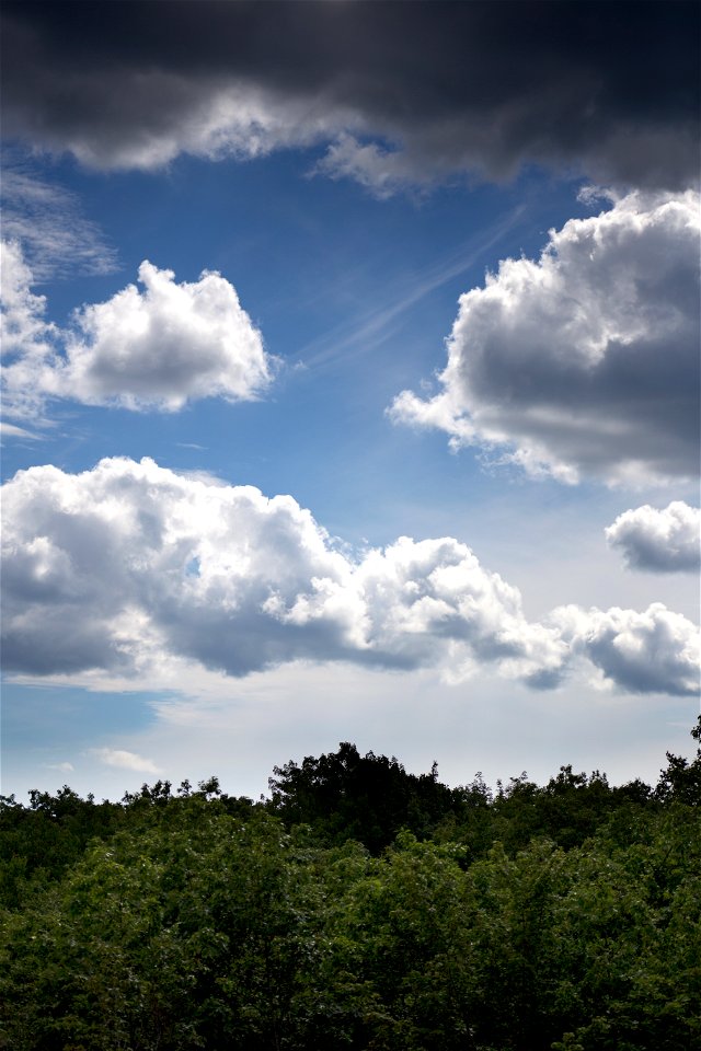 Bright Summer Sky Over Trees photo