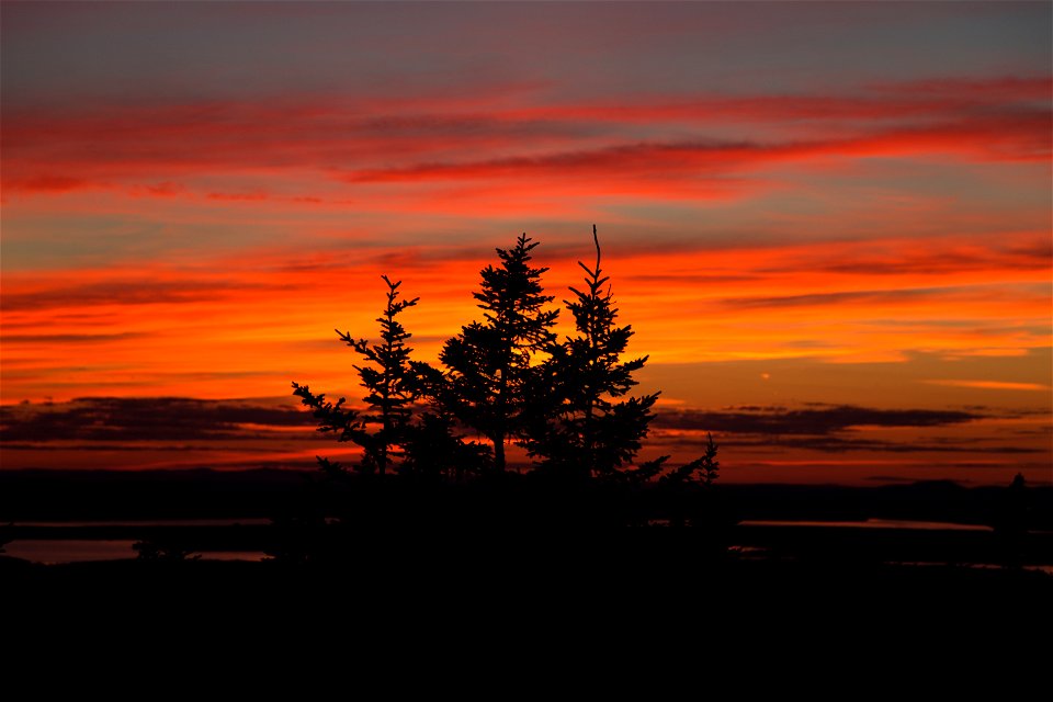 Vibrant Striped Sunset with Tree Silhouettes photo