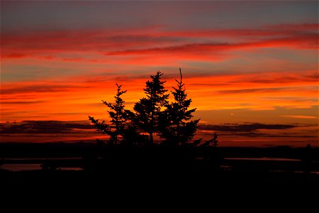 Vibrant Striped Sunset with Tree Silhouettes photo