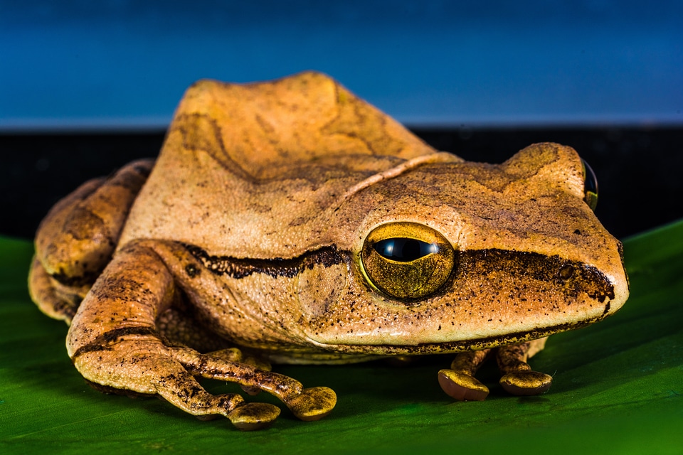 Anuran frog amphibians