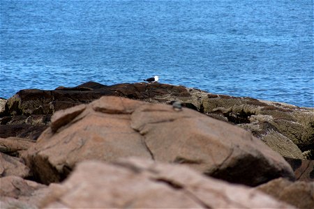 Seagull on the Rocks photo