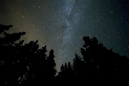 Dark Tree Silhouettes Under Night Sky