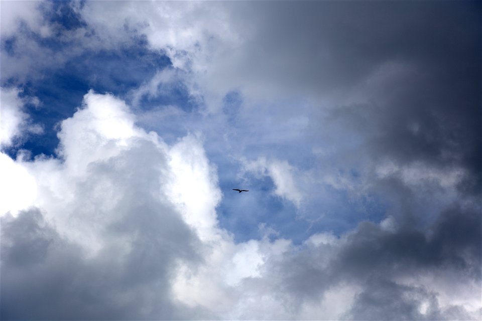 Lone Bird in the Sky photo