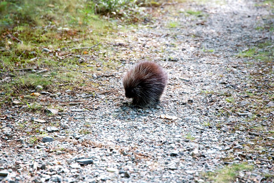 Porcupine on the Trail photo