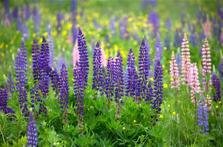 Field of Lupines photo