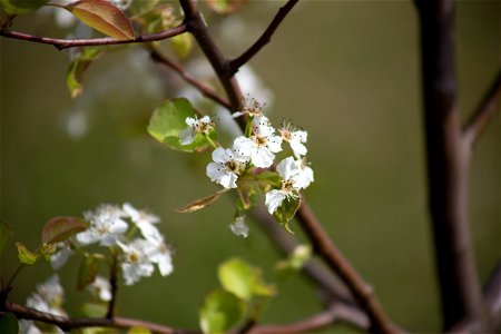 Flowering Tree photo