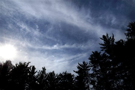 Tree Silhouettes and Wispy Clouds photo