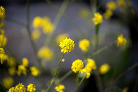 Small Yellow Flowers photo