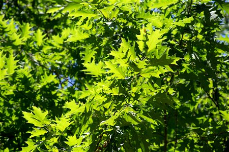 Bright Green Oak Leaves photo