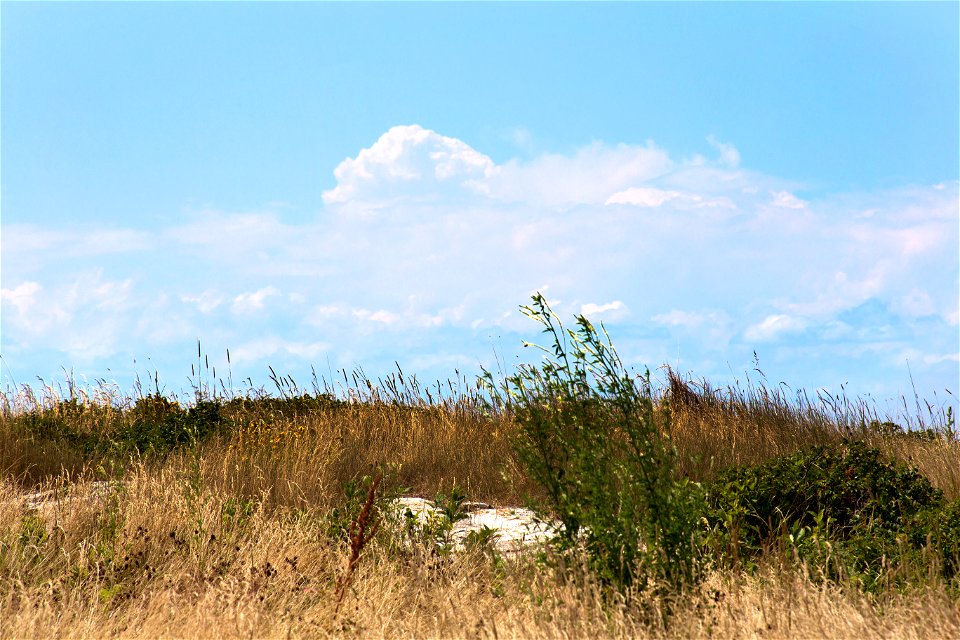 Brown Grassy Field