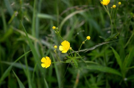 Small Yellow Wild Flowers photo