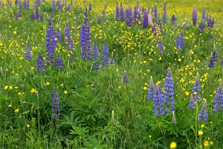 Field of Lupine and Wild Flowers photo