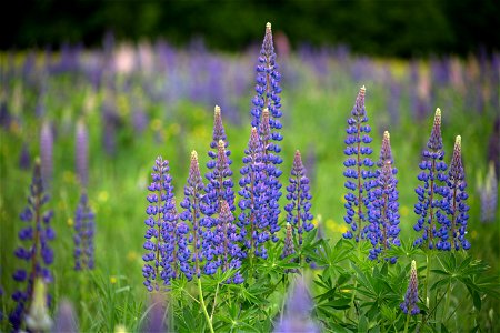 Early Summer Lupines photo