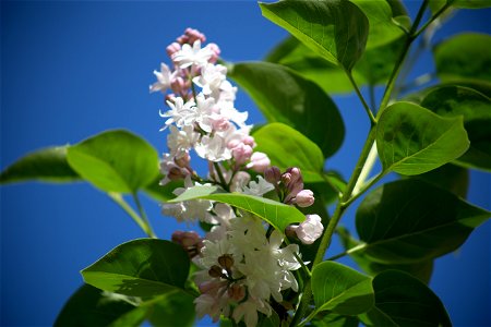 White Lilac Blooming photo