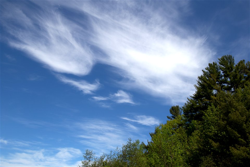 Summer Sky and Green Treetops photo