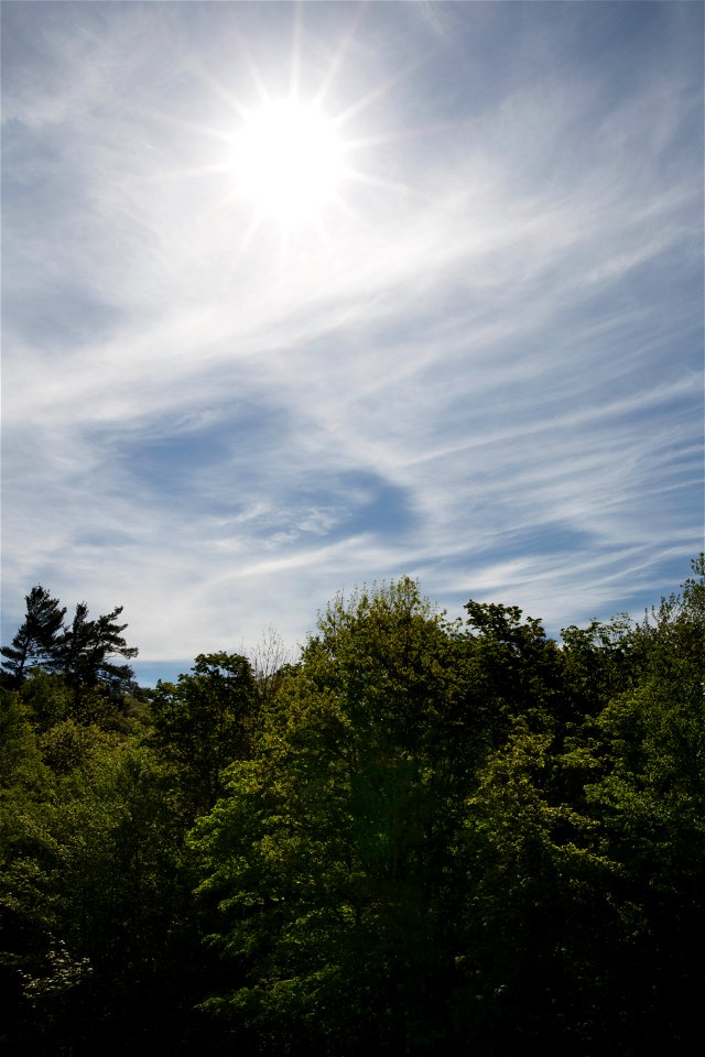 Bright Sun Over Green Trees