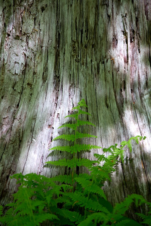Ferns and Shadows