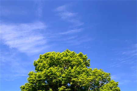 Green Treetop Under Blue Sky photo