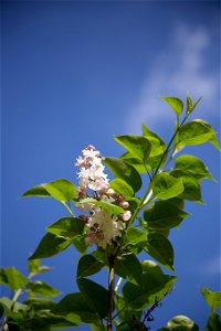 Lilac Against Blue Sky photo