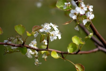 Flowering Tree Branch photo