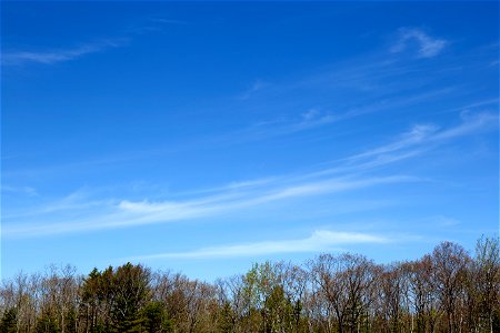 Blue Sky Over Early Spring Trees