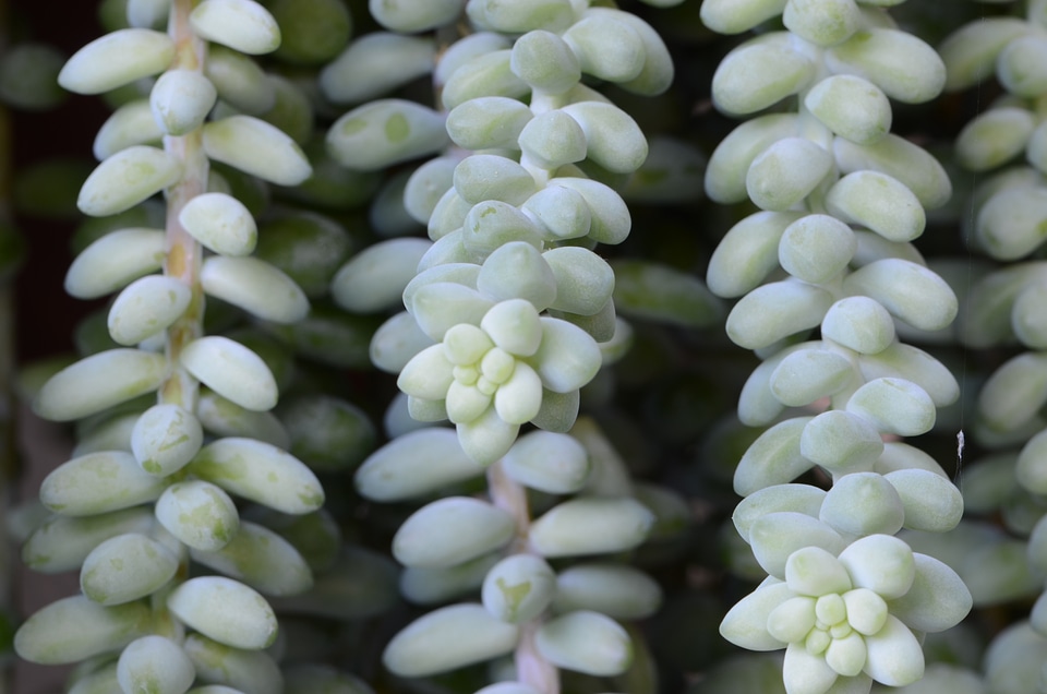 Botany gardening agriculture