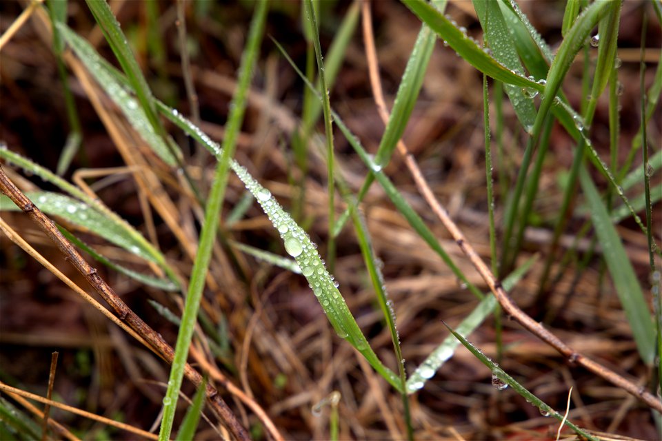 Wet Blades of Grass photo