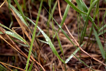 Wet Blades of Grass photo