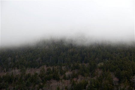 Thick Fog photo