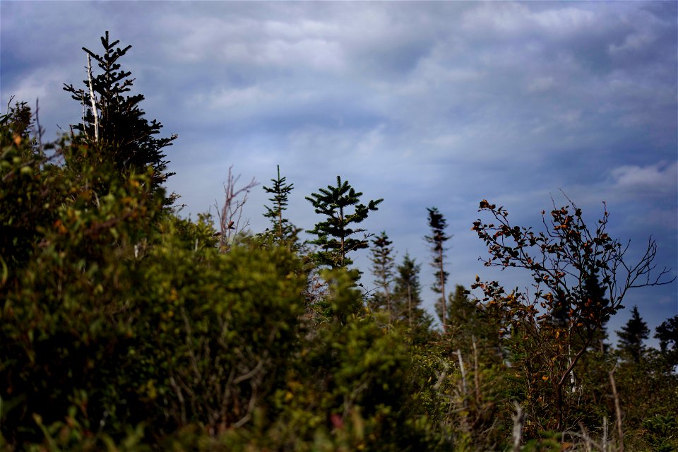 Brushy Treetops photo