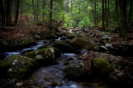 Peaceful Forest Stream on a Hike photo