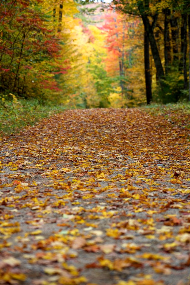 Fallen Leaves on Wide Path in the Woods photo