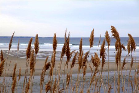 Tall Grass at the Seaside photo
