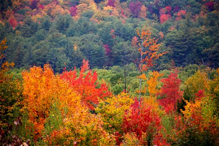 Vibrant Fall Foliage Amongst Green Trees photo