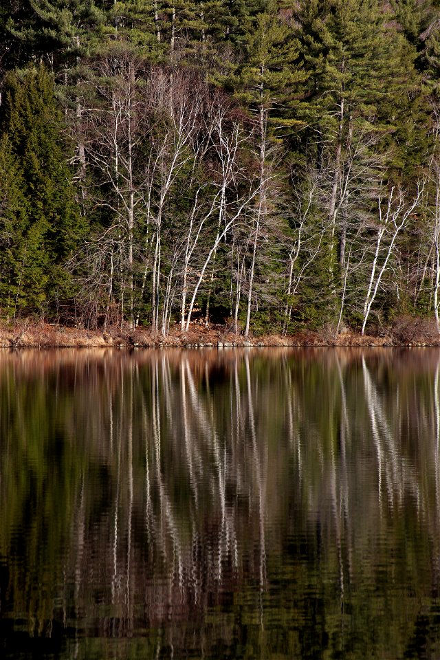 Bare Trees Reflected in Still Pond photo