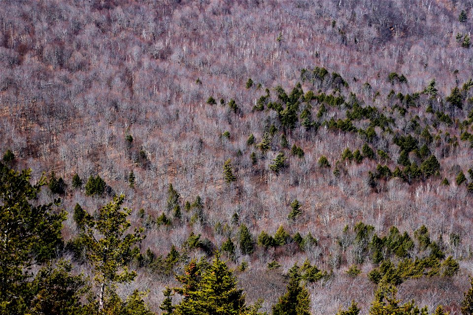A Sea of Bare Deciduous Trees