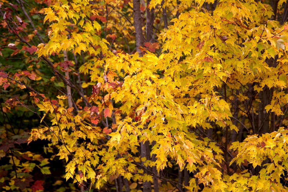 October Trees photo