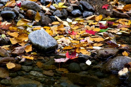 Fallen Leaves at Water’s Edge photo