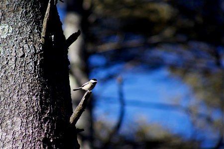 Small Bird on Branch photo