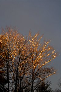 Snow-Flocked Trees in Early Morning Light photo