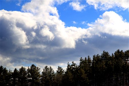 Puffy Clouds Over Pine Trees photo