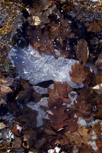Leaves in a Frozen Puddle photo