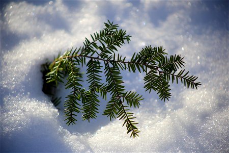 Hemlock Branch in Snow photo