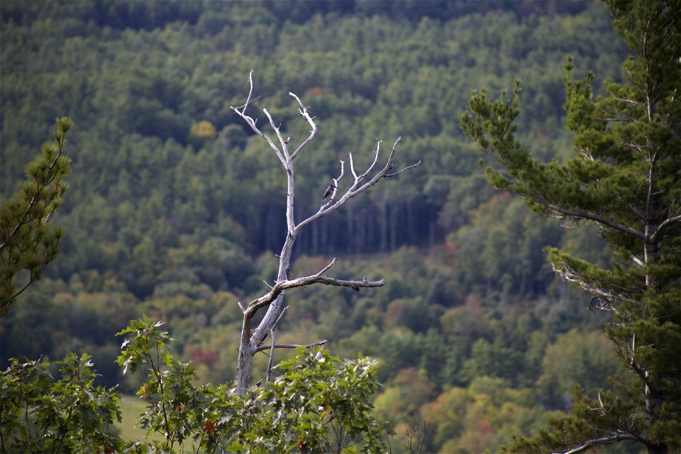 Blue Jay on a Bare Tree photo