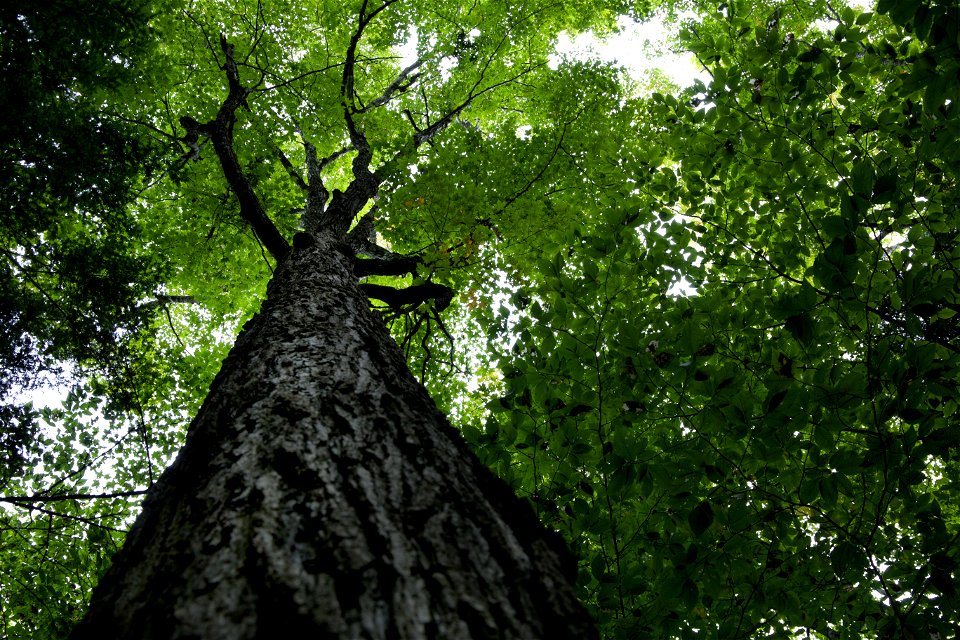 Looking Up at a Mighty Tree photo